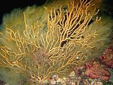 Tallo epibionte su Eunicella cavolinii (foto M Cruscanti)